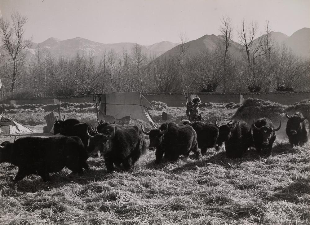 图片[1]-photographic print(black and white); album BM-1986-0313-0.1.183-China Archive